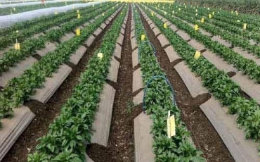 Kỹ thuật trồng dưa hấu - Đặc điểm thực vật cây dưa hấu, tình hình sản xuất dưa hấu
