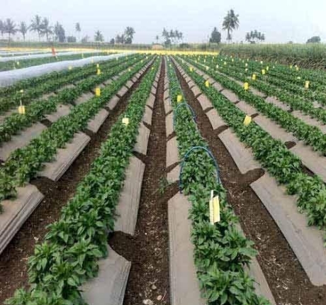 Kỹ thuật trồng dưa hấu - Đặc điểm thực vật cây dưa hấu, tình hình sản xuất dưa hấu